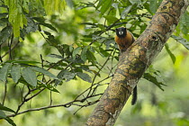 Golden-mantled Tamarin (Saguinus tripartitus), Amazon, Ecuador