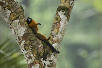 Golden-mantled Tamarin (Saguinus tripartitus) resting in tree, Amazon, Ecuador