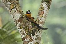 Golden-mantled Tamarin (Saguinus tripartitus) resting in tree, Amazon, Ecuador
