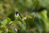 Red-capped Cardinal (Paroaria gularis), Ecuador