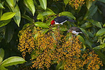 Red-capped Cardinal (Paroaria gularis) parent and fledgling feeding on fruit, Ecuador