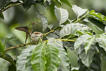 Rufous-tailed Hummingbird (Amazilia tzacatl) at nest, Ecuador
