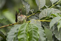 Rufous-tailed Hummingbird (Amazilia tzacatl) parent feeding chicks at nest, Ecuador