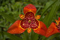 Lily (Lilium sp) flower, Ecuador