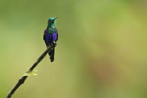 Green-crowned Woodnymph (Thalurania fannyi) hummingbird, Choco Rainforest, Ecuador