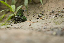 Green Thorntail (Discosura conversii) males fighting, Choco Rainforest, Ecuador
