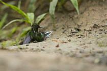 Green Thorntail (Discosura conversii) males fighting, Choco Rainforest, Ecuador