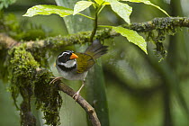 Orange-billed Sparrow (Arremon aurantiirostris), Choco Rainforest, Ecuador