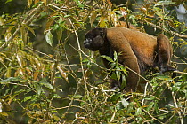 Humboldt's Woolly Monkey (Lagothrix lagotricha), Ecuador