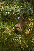 Humboldt's Woolly Monkey (Lagothrix lagotricha) feeding, Ecuador