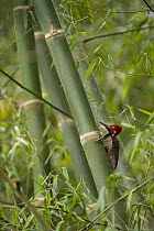 Guayaquil Woodpecker (Campephilus gayaquilensis), Choco Rainforest, Ecuador