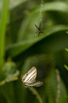 Garden Orb Weaver (Argiope sp) with Nymphalid Butterfly (Pareuptychia sp) prey, Ecuador