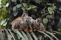 South American Squirrel Monkey (Saimiri sciureus) group huddled together on branch, Amazon, Ecuador