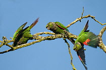 Maroon-tailed Parakeet (Pyrrhura melanura) trio taking flight, Ecuador