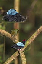 Blue-backed Manakin (Chiroxiphia pareola) dominant male and submissive male in synchronized courting dance for female, Ecuador