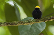 Golden-headed Manakin (Pipra erythrocephala) male, Ecuador