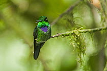 Purple-bibbed Whitetip (Urosticte benjamini) hummingbird male calling, Ecuador