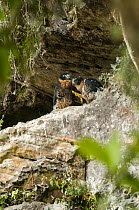 Orange-breasted Falcon (Falco deiroleucus) parent with chick at nest ledge, Ecuador