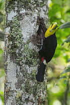 Choco Toucan (Ramphastos brevis) with prey at nest cavity, Ecuador