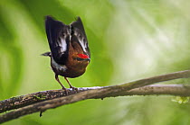 Club-winged Manakin (Machaeropterus deliciosus) in courtship display, Ecuador