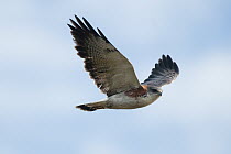 Red-backed Hawk (Buteo polyosoma) flying, Ecuador