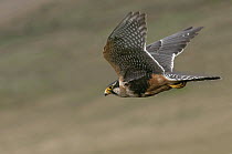 Aplomado Falcon (Falco femoralis) flying, Ecuador