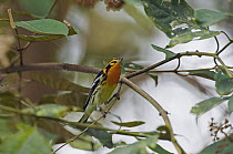 Blackburnian Warbler (Setophaga fusca) male with insect prey, Ecuador