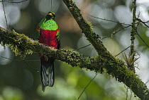 White-tipped Quetzal (Pharomachrus fulgidus), Santa Marta, Colombia