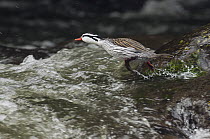 Torrent Duck (Merganetta armata) male entering river, Ecuador