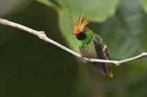 Rufous-crested Coquette (Lophornis delattrei) hummingbird male, Ecuador