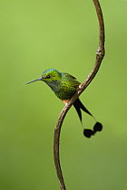Booted Racket-tail (Ocreatus underwoodii) hummingbird, Ecuador