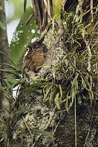 Tawny-bellied Screech-Owl (Otus watsonii), Ecuador