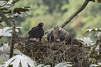 Black-and-chestnut Eagle (Spizaetus isidori) parent at nest with chick protecting prey parent just brought, Ecuador
