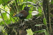 Banded Ground-Cuckoo (Neomorphus radiolosus) parent clapping bill in defensive display while chick feeds on insect prey in nest, Choco Rainforest, Ecuador