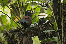 Banded Ground-Cuckoo (Neomorphus radiolosus) parent bringing insect prey to chick in nest, Choco Rainforest, Ecuador
