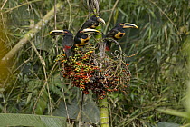 Pale-mandibled Aracari (Pteroglossus erythropygius) group feeding on fruit, Choco Rainforest, Ecuador