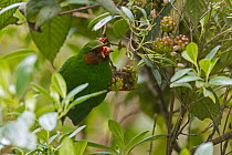 Grass-green Tanager (Chlorornis riefferii) feeding on fruit, Ecuador