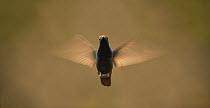 Black-throated Mango (Anthracothorax nigricollis) male flying, Ecuador