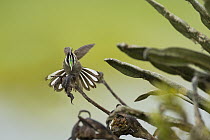 Bearded Helmetcrest (Oxypogon guerinii) hummingbird in territorial display, Colombia