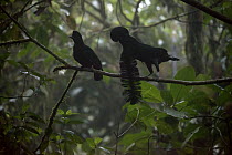 Long-wattled Umbrellabird (Cephalopterus penduliger) male courting female at lek, Choco Rainforest, Ecuador. Sequence 1 of 3