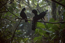 Long-wattled Umbrellabird (Cephalopterus penduliger) male courting female at lek, Choco Rainforest, Ecuador. Sequence 2 of 3