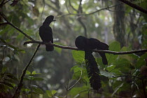Long-wattled Umbrellabird (Cephalopterus penduliger) male courting female at lek, Choco Rainforest, Ecuador. Sequence 3 of 3