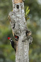 Guayaquil Woodpecker (Campephilus gayaquilensis) parent at nest cavity with chick, Choco Rainforest, Ecuador