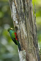 Golden-headed Quetzal (Pharomachrus auriceps) male with insect prey at nest cavity, Ecuador