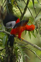 Andean Cock-of-the-rock (Rupicola peruvianus) male in courtship display, Ecuador