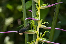 Buff-tailed Sicklebill (Eutoxeres condamini) feeding on flower nectar, Amazon, Ecuador