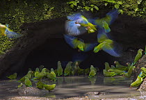 Cobalt-winged Parakeet (Brotogeris cyanoptera) flock at mineral lick, Ecuador