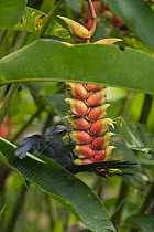 Smooth-billed Ani (Crotophaga ani) feeding on flowers, Ecuador