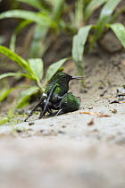Green Thorntail (Discosura conversii) hummingbird males fighting, Choco Rainforest, Ecuador. Sequence 1 of 4
