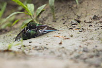 Green Thorntail (Discosura conversii) hummingbird males fighting, Choco Rainforest, Ecuador. Sequence 2 of 4